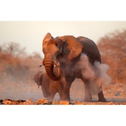 Into the Wild: Namibia...