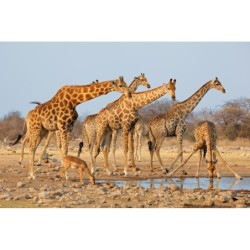 Namibia Roadtrip: Wildlife...