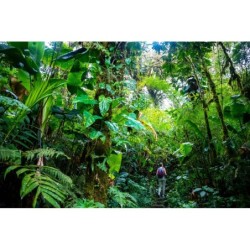 Costa Rica Roadtrip: Jungle...