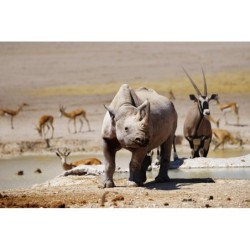 Namibia Roadtrip: Wildlife...