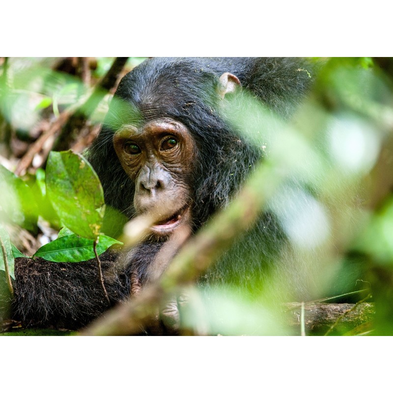 Uganda with Friends: Auf den Spuren der Gorillas!