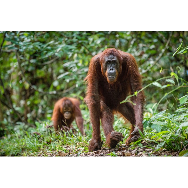 Indonesien Abenteuer: Borneos Orang-Utans, Javas Vulkanwelt & Balis Inseltraum