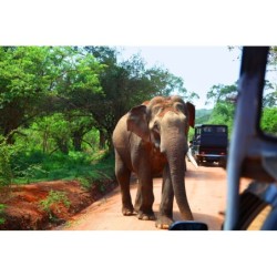 Sri Lanka Deluxe: Wildlife...