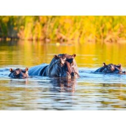 Kombinationsreisen Namibia,...