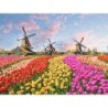 Kreuzfahrten Niederlande: Flusskreuzfahrt Tulpenblüte mit Rad & Schiff MS De Holland ab/an Amsterdam