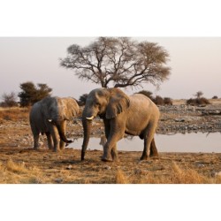 Namibia Roadtrip: Wildlife...