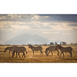 Kenia & Tansania: Wildlife...