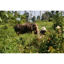 Laos Intense: Gentle Giants...