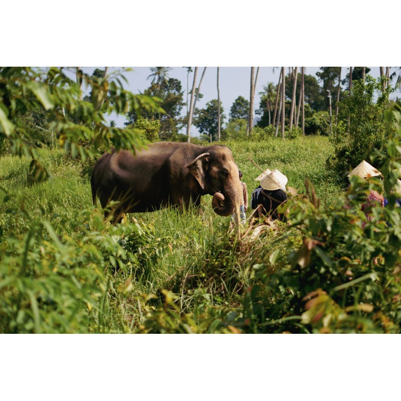 Laos Intense: Gentle Giants & Local Life